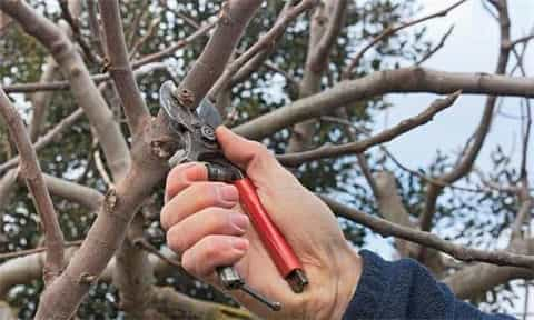 苹果树的种植方法及注意事项