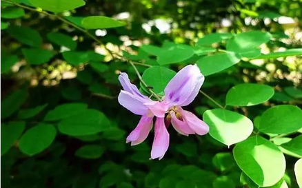 花木兰？花木蓝？有什么区别