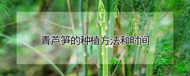 青芦笋的种植方法和时间