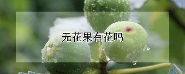 无花果有花吗