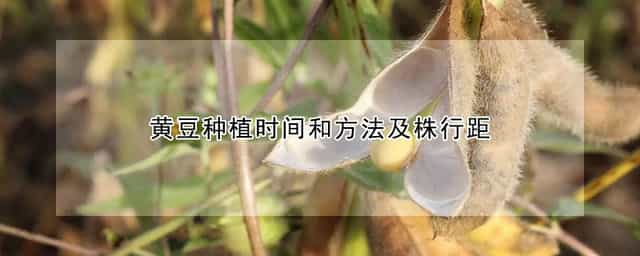 黄豆种植时间和方法及株行距