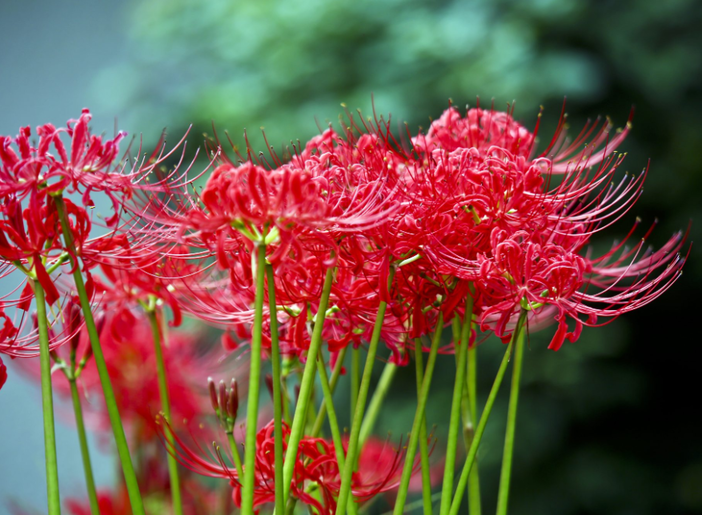 红色百合花的花语是什么？百合花花语介绍