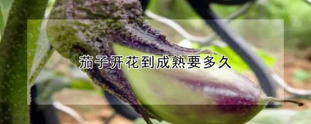 茄子开花到成熟要多久