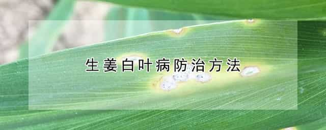 生姜白叶病防治方法