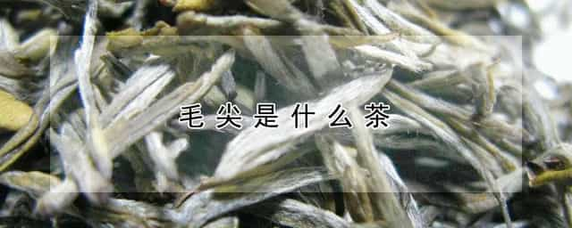 毛尖是什么茶