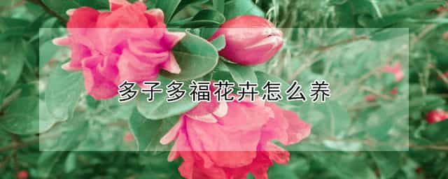 多子多福花卉怎么养