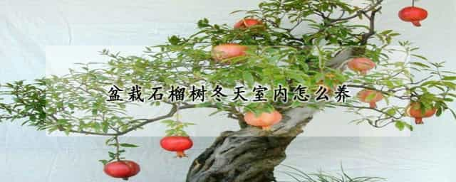 盆栽石榴树冬天室内怎么养