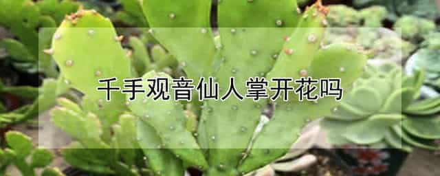 千手观音仙人掌开花吗