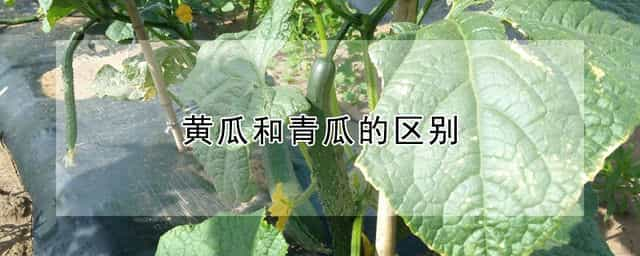 黄瓜和青瓜的区别