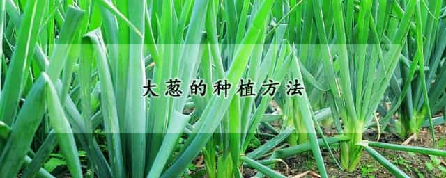 大葱的种植方法