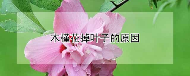 木槿花掉叶子的原因