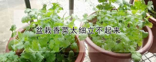 盆栽香菜太细立不起来