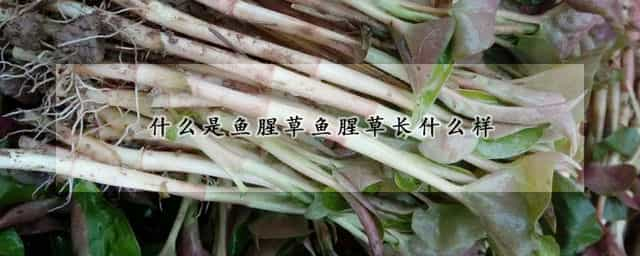 什么是鱼腥草鱼腥草长什么样