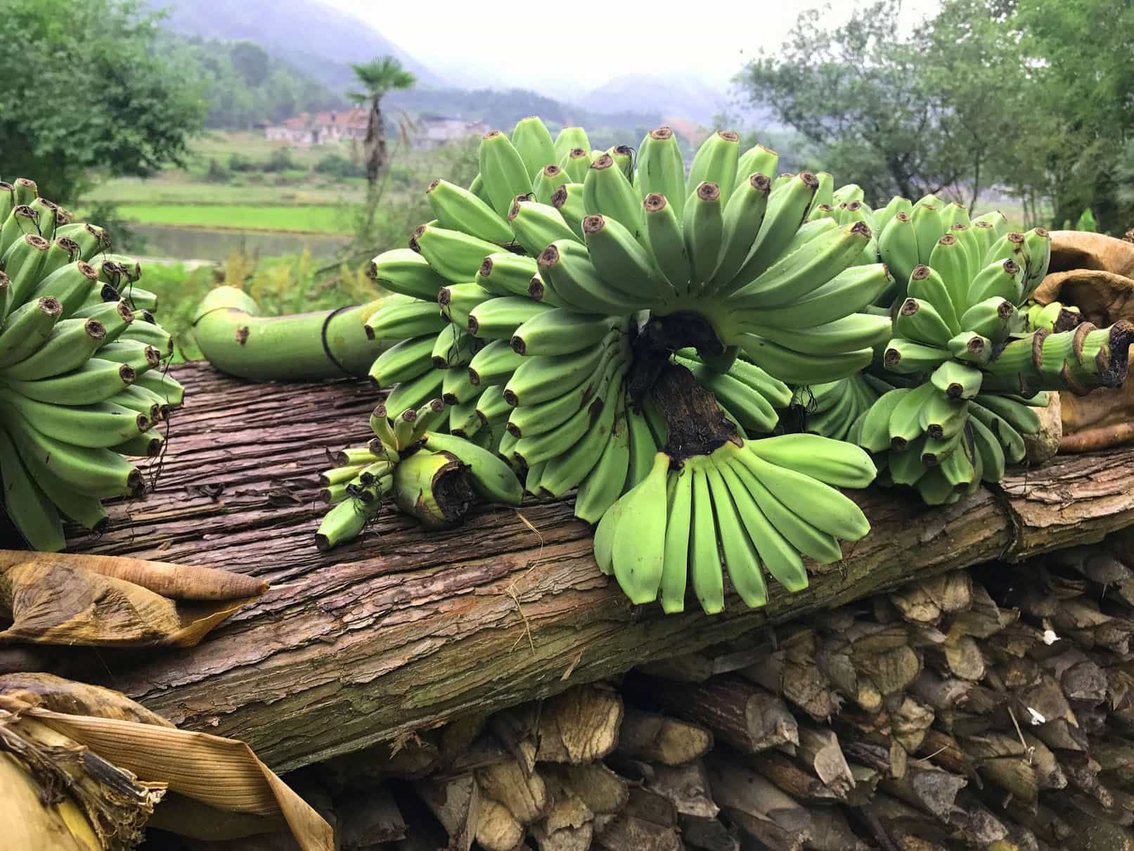 香蕉盆栽种植方法