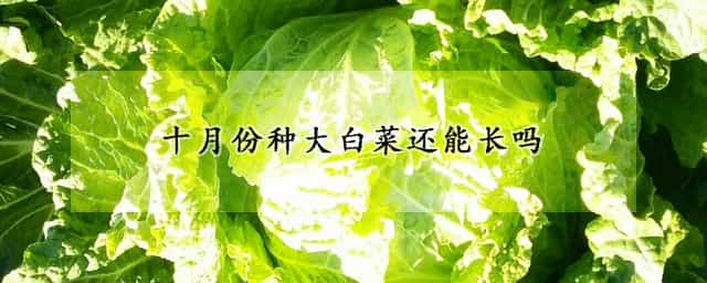 十月份种大白菜还能长吗