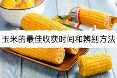 玉米的最佳收获时间和辨别方法