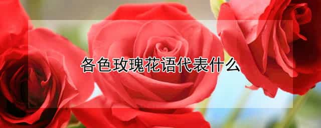 各色玫瑰花语代表什么