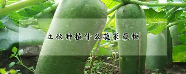 立秋种植什么蔬菜最快