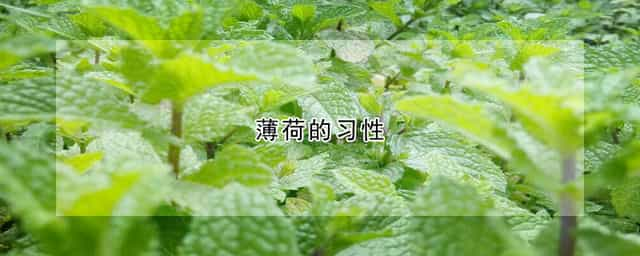 薄荷的习性