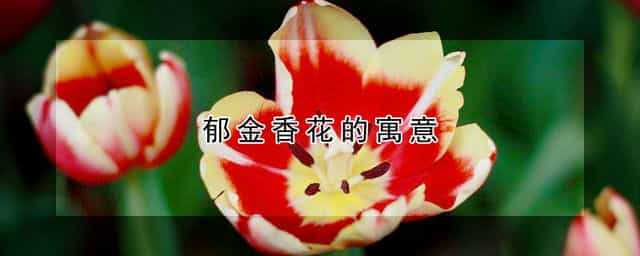 郁金香花的寓意