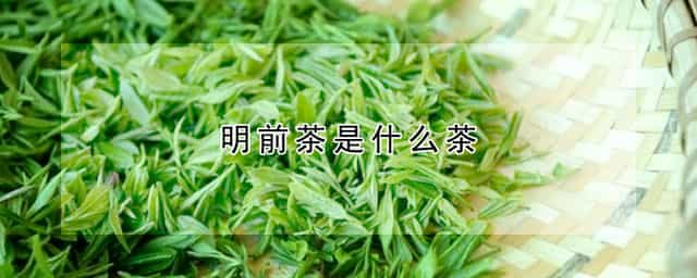 明前茶是什么茶