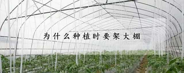 为什么种植时要架大棚