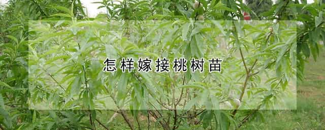 怎样嫁接桃树苗