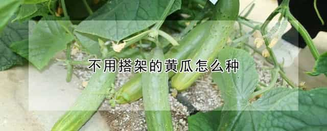 不用搭架的黄瓜怎么种