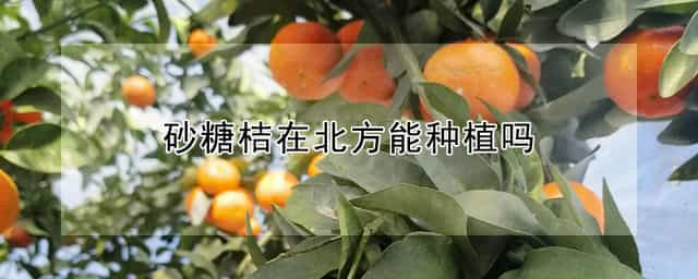 砂糖桔在北方能种植吗