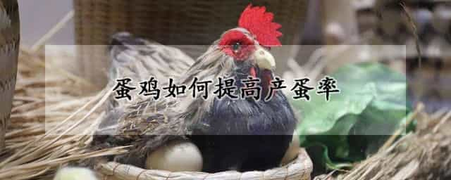 蛋鸡如何提高产蛋率