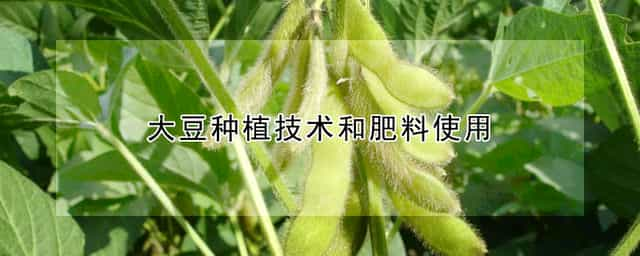 大豆种植技术和肥料使用