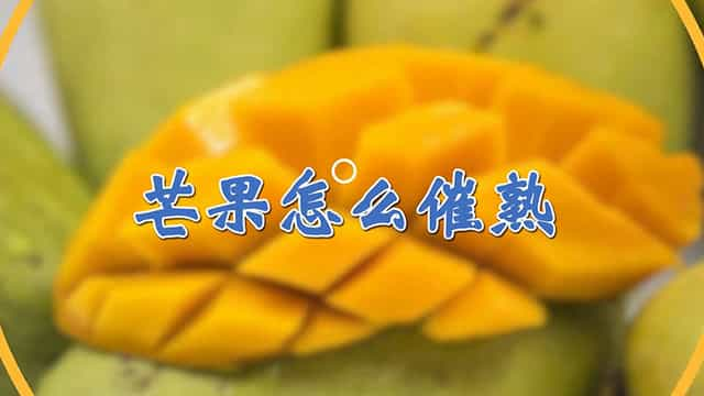 芒果怎么催熟