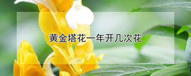 黄金塔花一年开几次花