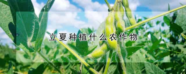 立夏种植什么农作物