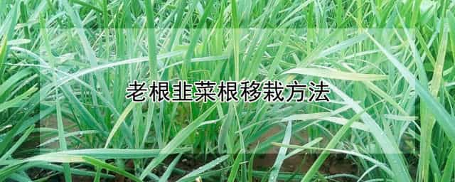 老根韭菜根移栽方法