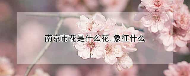 南京市花是什么花,象征什么