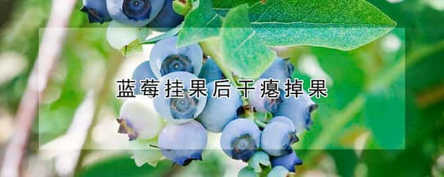 蓝莓挂果后干瘪掉果