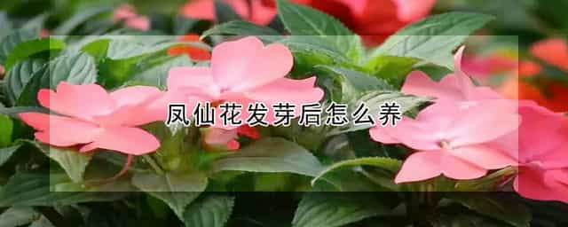 凤仙花发芽后怎么养