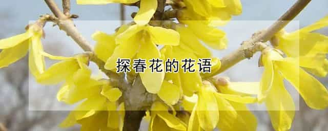 探春花的花语