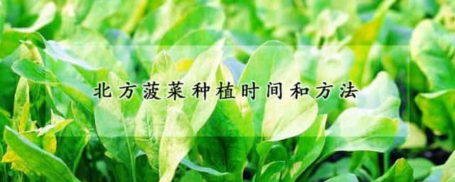 北方菠菜种植时间和方法