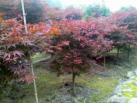 什么季节适合栽培红枫树苗，红枫树苗种植和播种的方法有哪些