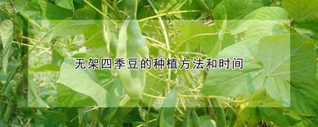 无架四季豆的种植方法和时间