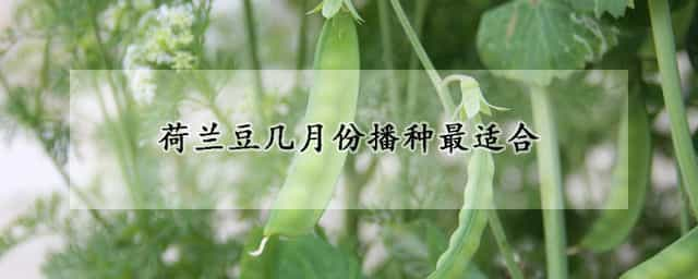 荷兰豆几月份播种最适合