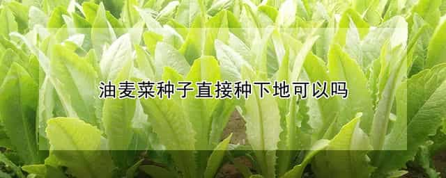 油麦菜种子直接种下地可以吗