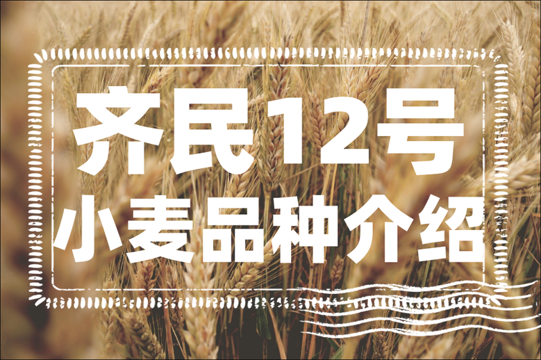 齐民12号小麦品种特点和产量以及种植技术要点介绍