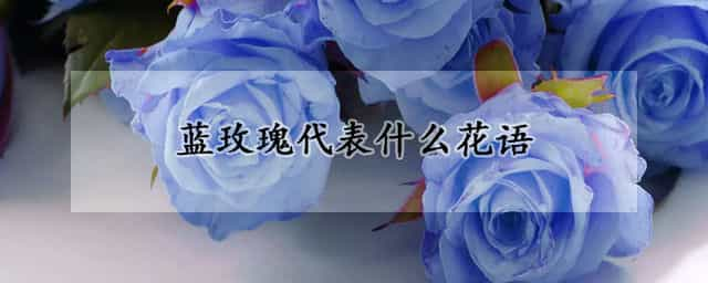 蓝玫瑰代表什么花语