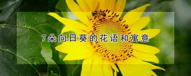 7朵向日葵的花语和寓意