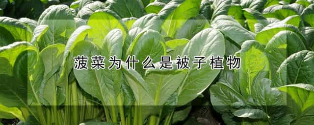 菠菜为什么是被子植物