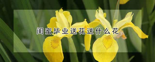 闺蜜毕业送花送什么花