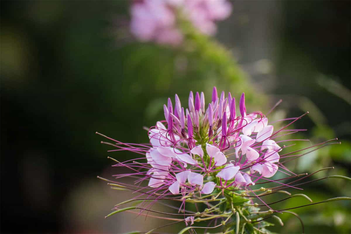 醉蝶花